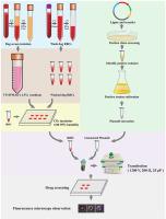 In vitro culture and genetic modification of Babesia gibsoni