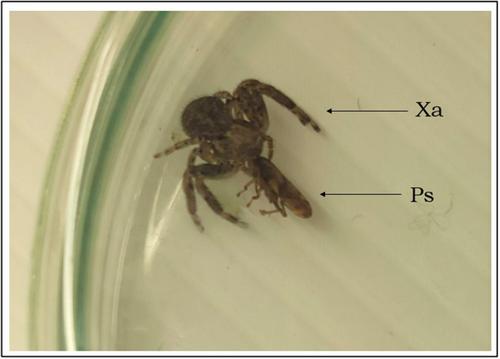 Does the superfluous killing exhibited by spiders mask the functional response parameters? A case study from the perspective of biological control