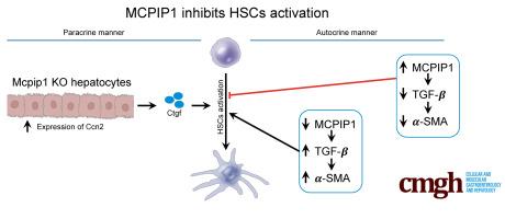 MCPIP1 Inhibits Hepatic Stellate Cell Activation in Autocrine and Paracrine Manners, Preventing Liver Fibrosis