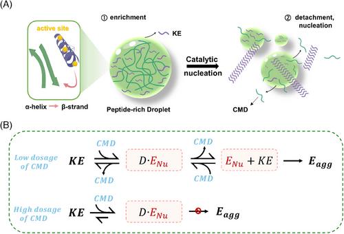 An artificial chaperone serves a dual role in regulating the assembly of peptides through phase separation