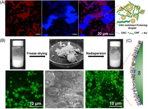 Pickering multiphase materials using plant-based cellulosic micro/nanoparticles