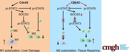 Myeloid Deletion of Cdc42 Protects Liver From Hepatic Ischemia-Reperfusion Injury via Inhibiting Macrophage-Mediated Inflammation in Mice