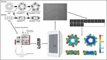 Bacterial selenocysteine synthase structure revealed by single-particle cryoEM