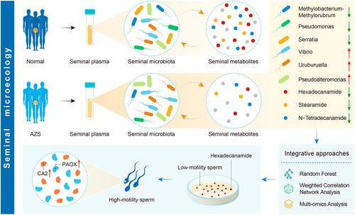 Changes in seminal plasma microecological dynamics and the mechanistic impact of core metabolite hexadecanamide in asthenozoospermia patients