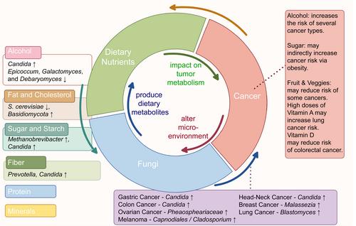 “Nutrient–fungi–host” tripartite interaction in cancer progression