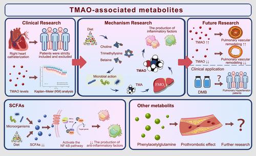 Promising dawn in the management of pulmonary hypertension: The mystery veil of gut microbiota