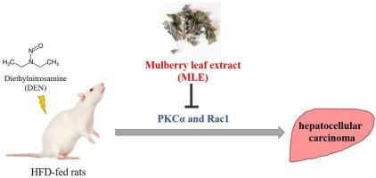 Mulberry leaf extract inhibits obesity and protects against diethylnitrosamine-induced hepatocellular carcinoma in rats