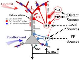 Cellular mechanisms of cooperative context-sensitive predictive inference