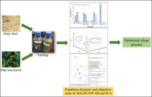 Insights into population adaptation and biodiversity of lactic acid bacteria in challenged date palm leaves silaging, using MALDI–TOF MS