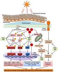 Combination of red ginseng and velvet antler extracts prevents skin damage by enhancing the antioxidant defense system and inhibiting MAPK/AP-1/NF-κB and caspase signaling pathways in UVB-irradiated HaCaT keratinocytes and SKH-1 hairless mice