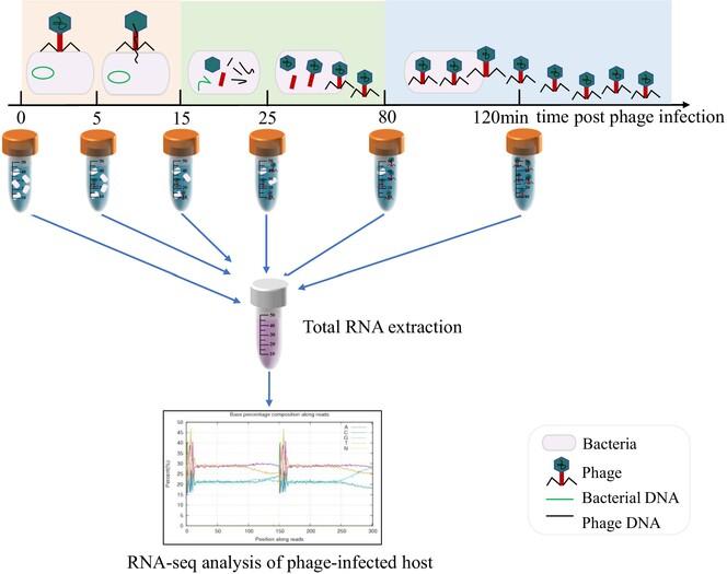 Transcriptome analysis of the response of Lactiplantibacillus plantarum IMAU10120 to infection by phage P2