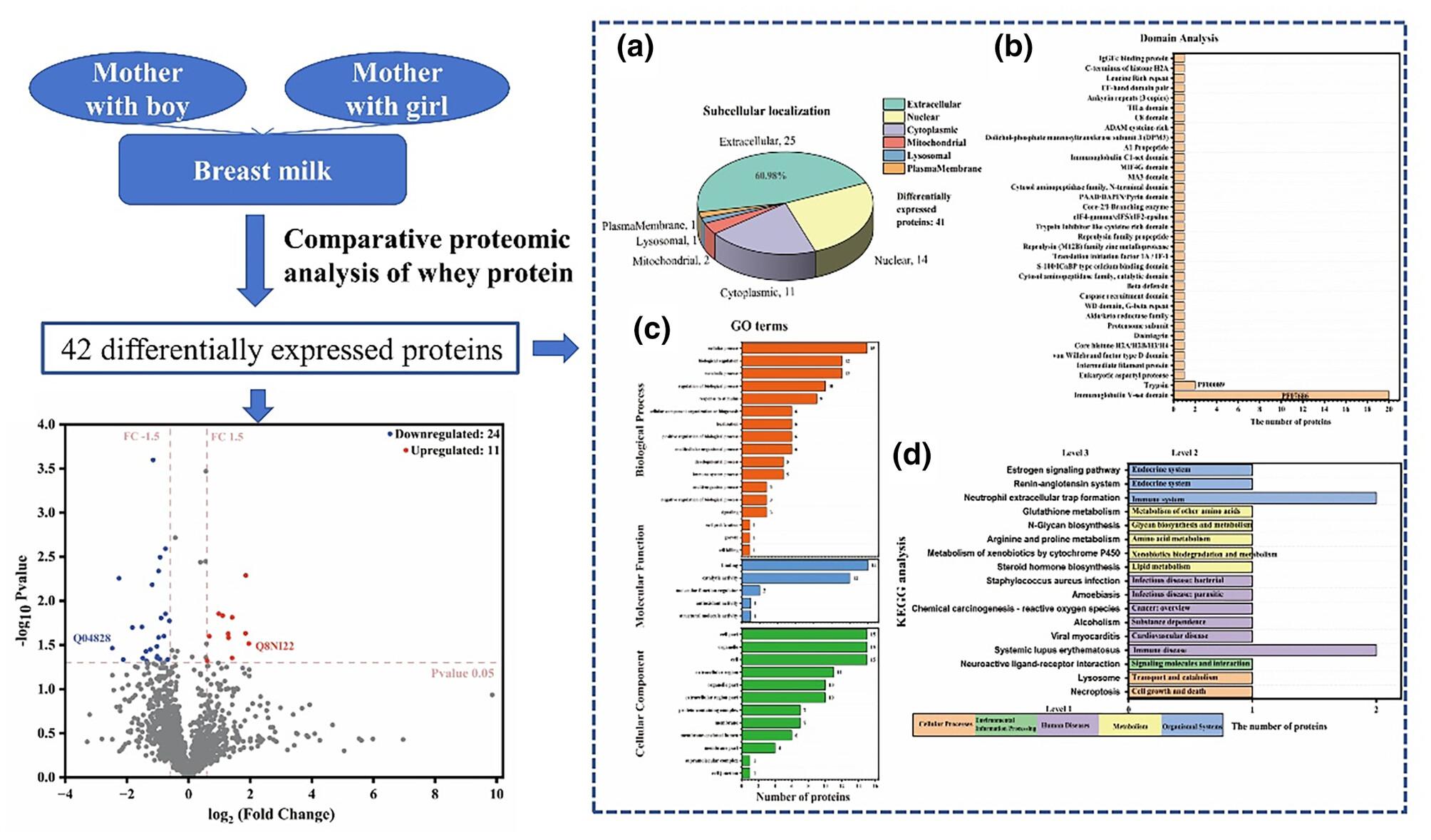 Comparative proteomics analysis of whey fractions from Korean mother's milk with different gender babies in the northeast China