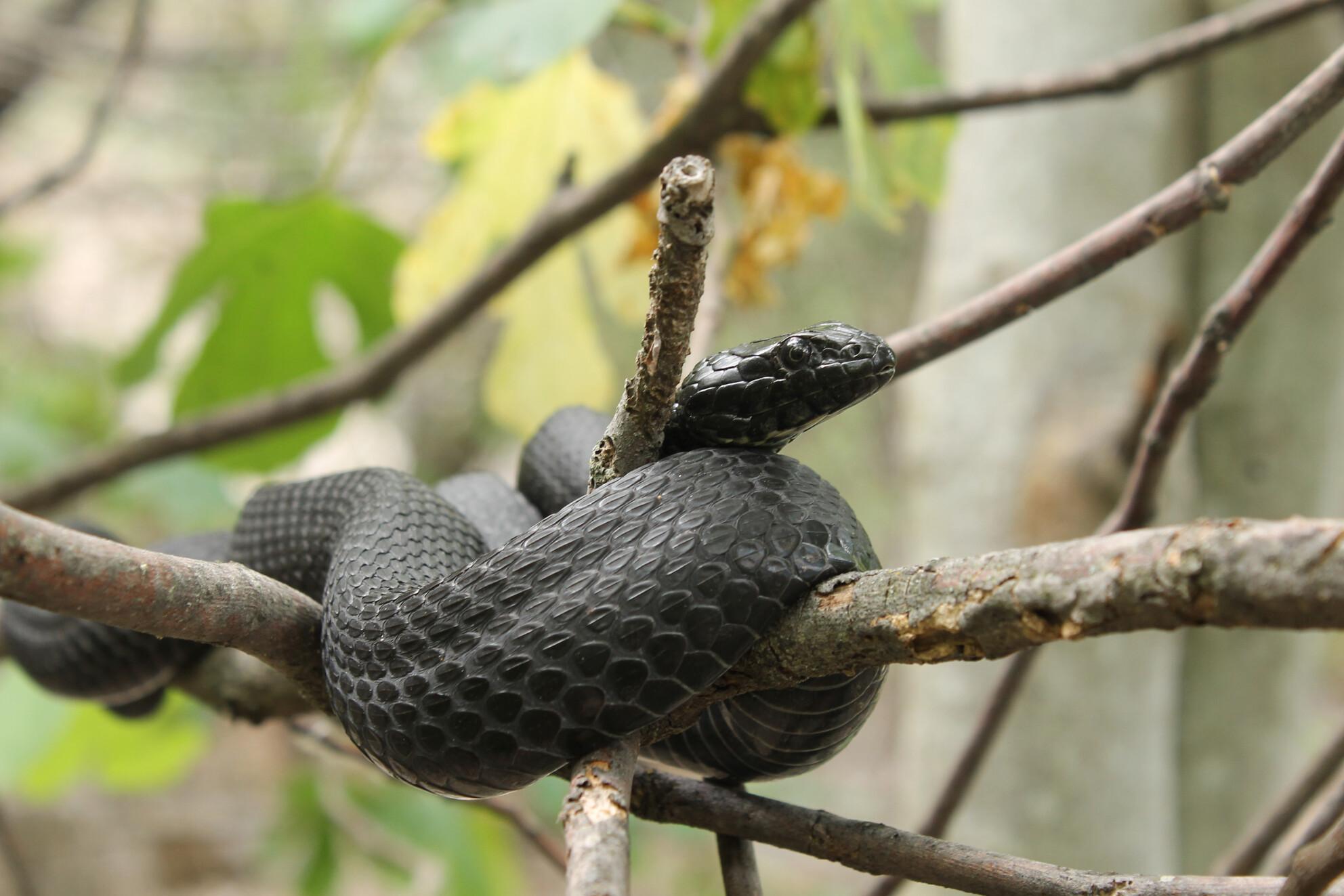 Tongue flicking heralds flight behaviour following passive antipredator displays in dice snakes