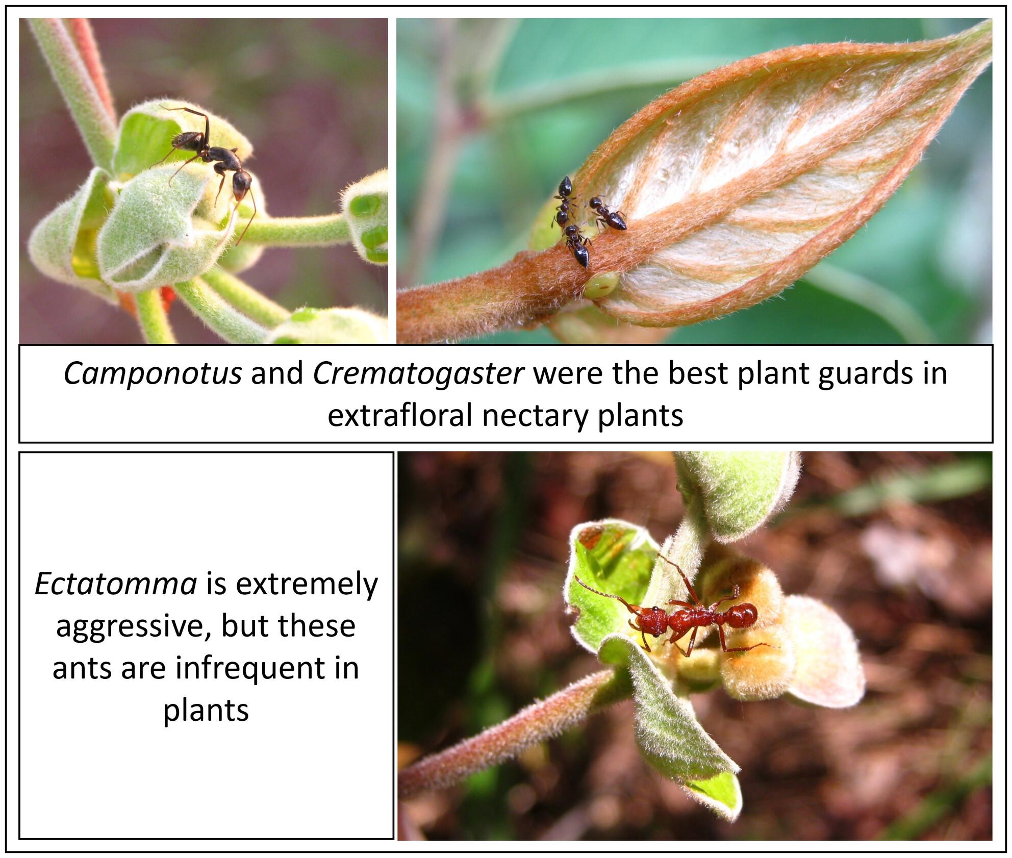 Ant protection effectiveness in myrmecophytes and extrafloral nectary plants