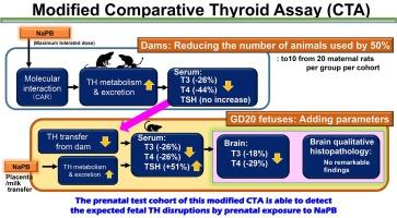 Prenatal test cohort of a modified rat comparative thyroid assay adding brain thyroid hormone measurements and histology but lowering group size appears able to detect disruption by sodium phenobarbital