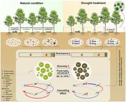 Litter quality and decomposer complexity co-drive effect of drought on decomposition