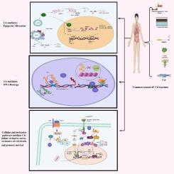 The dynamic face of cadmium-induced Carcinogenesis: Mechanisms, emerging trends, and future directions