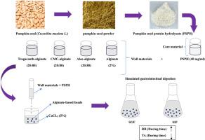 Composite alginate-based hydrogel delivery of antioxidant pumpkin protein hydrolysate in simulated gastrointestinal condition