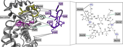 Design, synthesis, and analysis of macrobicyclic peptides for targeting the Gαi protein