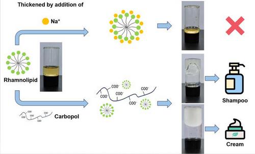 Formulation of rhamnolipid-containing cosmetics without sulfate surfactants: A rheology and stability study