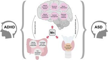 Manganese in autism spectrum disorder and attention deficit hyperactivity disorder: The state of the art