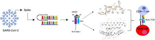 The impact of SARS-CoV-2 spike mutation on peptide presentation is HLA allomorph-specific