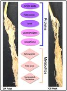 Proteome- and metabolome-level changes during early stages of clubroot infection in Brassica napus canola†