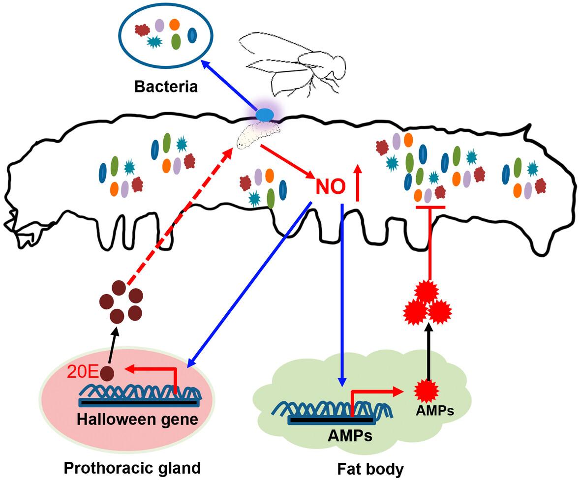 A parasitoid regulates 20E synthesis and antibacterial activity of the host for development by inducing host nitric oxide production