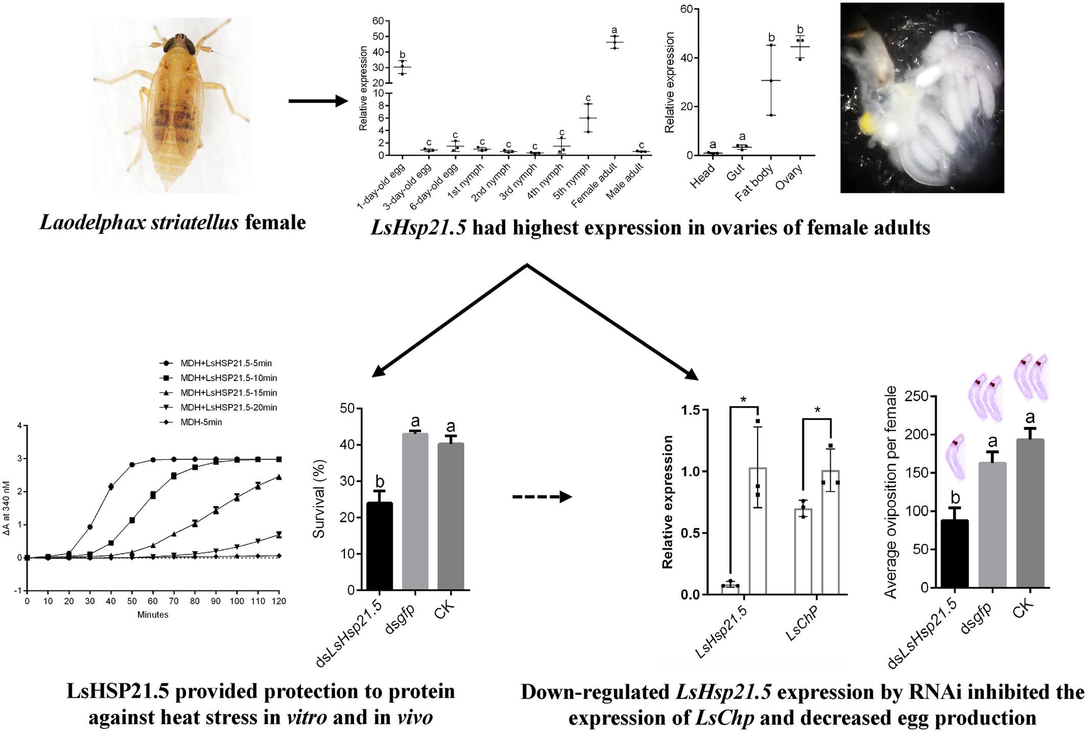 Constitutively expressed small heat shock protein LsHsp21.5 not only enhances heat tolerance but also helps to maintain reproduction in female Laodelphax striatellus