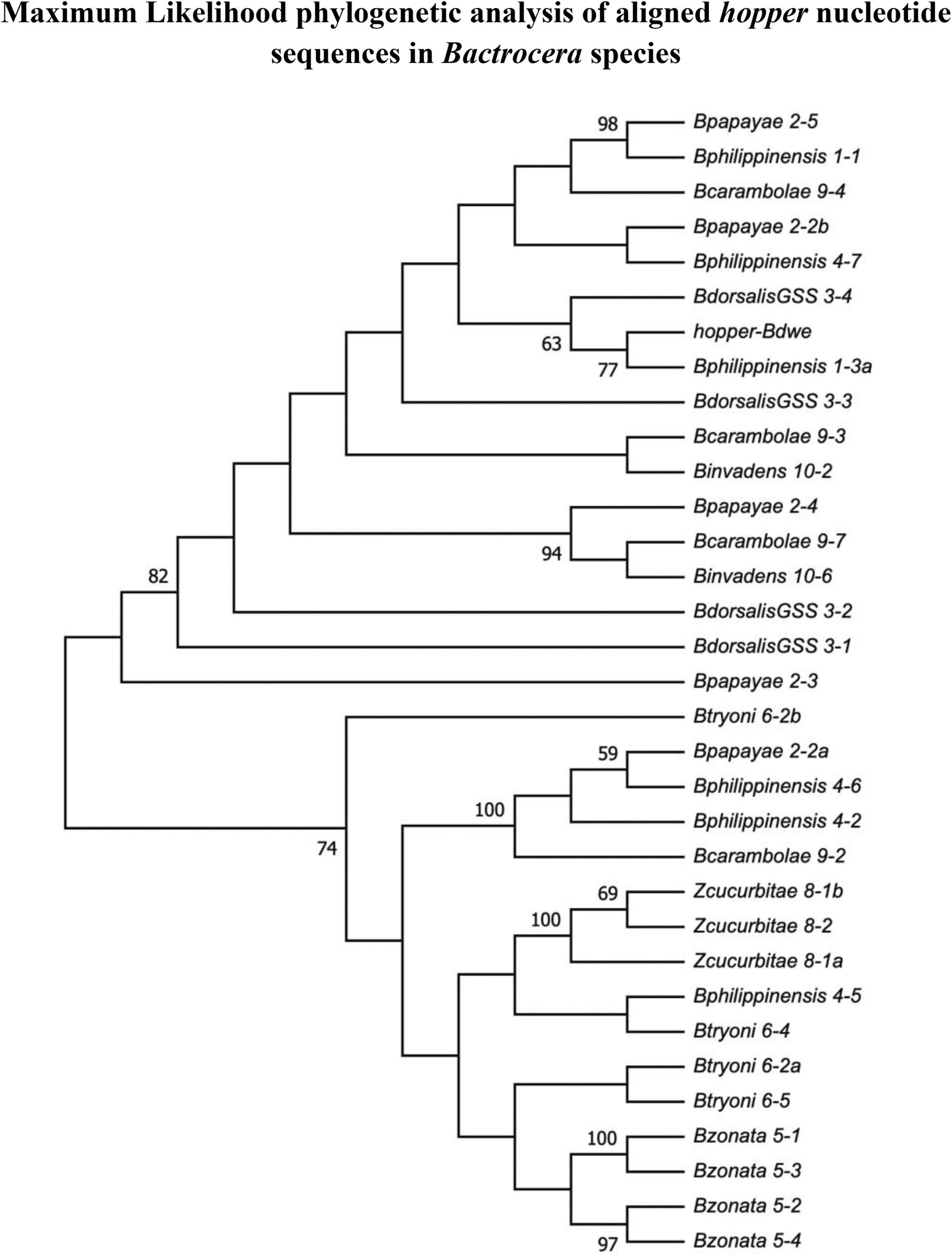 The hAT family hopper transposon exists as highly similar yet discontinuous elements in the Bactrocera tephritid fly genus