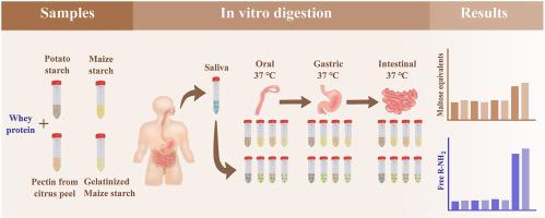 In vitro gastric digestion of polysaccharides in mixed dispersions: Evaluating the contribution of human salivary α-amylase on starch molecular breakdown