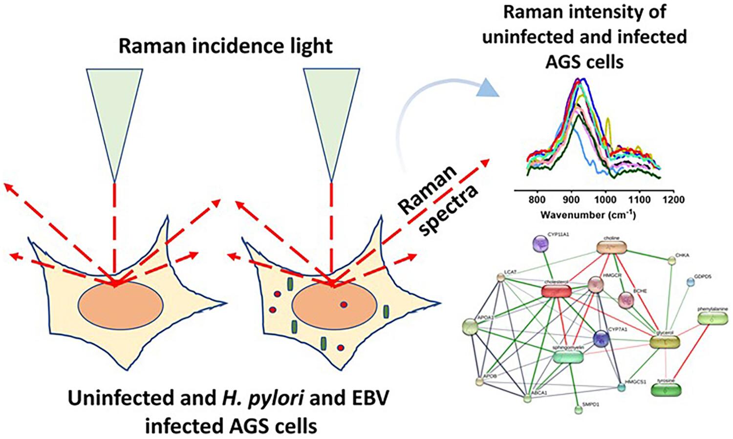 Spectroscopic assessment of biomolecular changes in Helicobacter pylori and Epstein–Barr virus co-infected gastric epithelial cells