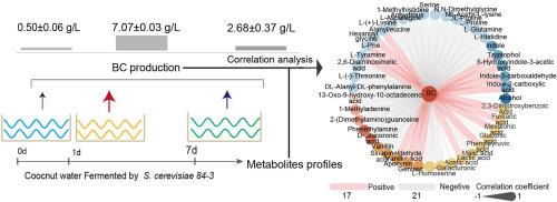 Enhancing bacterial cellulose production of Komagataeibacter nataicola through fermented coconut water by Saccharomyces cerevisiae: A metabonomics approach