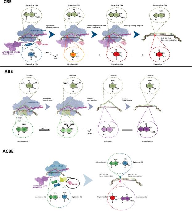 CRISPR/Cas9-mediated base editors and their prospects for mitochondrial genome engineering