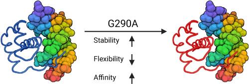 Stability and dynamics of extradenticle modulates its function