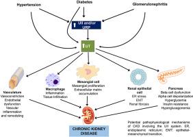 Urotensin II system in chronic kidney disease