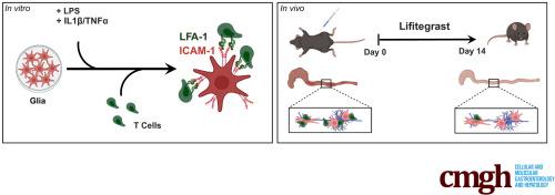 Role of ICAM-1 in the Adhesion of T Cells to Enteric Glia: Perspectives in the Formation of Plexitis in Crohn’s Disease