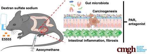 Therapeutic Effect of Proteinase-Activated Receptor-1 Antagonist on Colitis-Associated Carcinogenesis