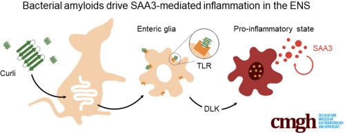 Serum Amyloid A3 Fuels a Feed-Forward Inflammatory Response to the Bacterial Amyloid Curli in the Enteric Nervous System