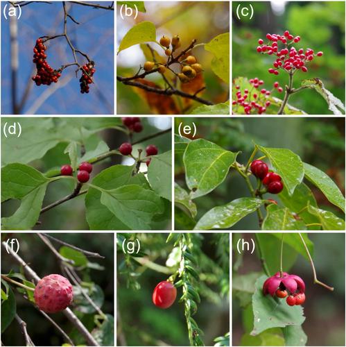 Forest tree community ecology and plant–soil feedback: Theory and evidence