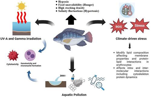 Visualization of poikilocytosis as an emerging erythrocytic biomarker for fish health assessment