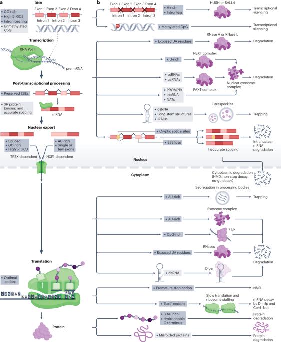 Selection on synonymous sites: the unwanted transcript hypothesis