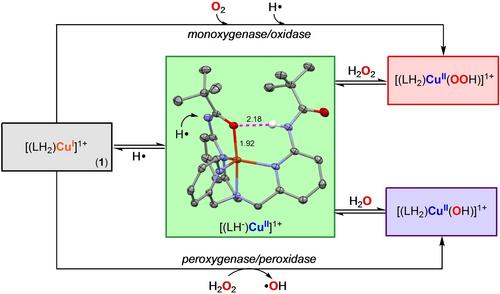 Mimicking the Reactivity of LPMOs with a Mononuclear Cu Complex