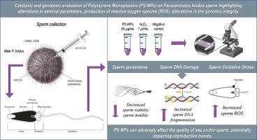 Reproductive cytotoxic and genotoxic impact of polystyrene microplastic on Paracentrotus lividus spermatozoa