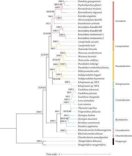 Unraveling the Phylogenetic Relationships and Taxonomic Status of a Puzzling Freshwater Mussel Genus Inversidens (Bivalvia, Unionidae) through Multilocus Phylogeny and Mitochondrial Phylogenomics