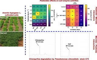 Microbe-pesticide interactions: Soil enzyme analysis and bacterial degradation of chlorpyrifos