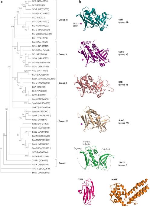 Novel insights into the immune response to bacterial T cell superantigens