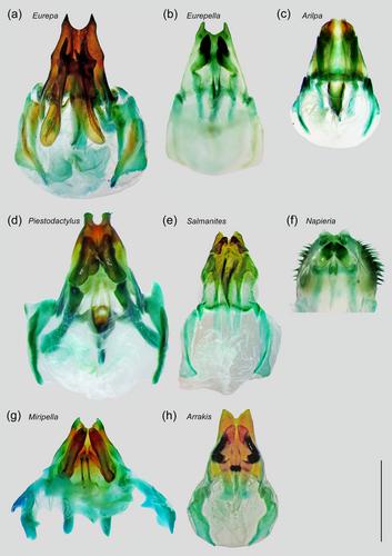 Museomics, molecular phylogeny and systematic revision of the Eurepini crickets (Orthoptera: Gryllidae: Eneopterinae), with description of two new genera