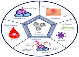 "Therapeutic advancements in nanomedicine: The multifaceted roles of silver nanoparticles"