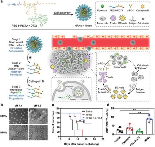 Advanced strategies for combinational immunotherapy of cancer based on polymeric nanomedicines